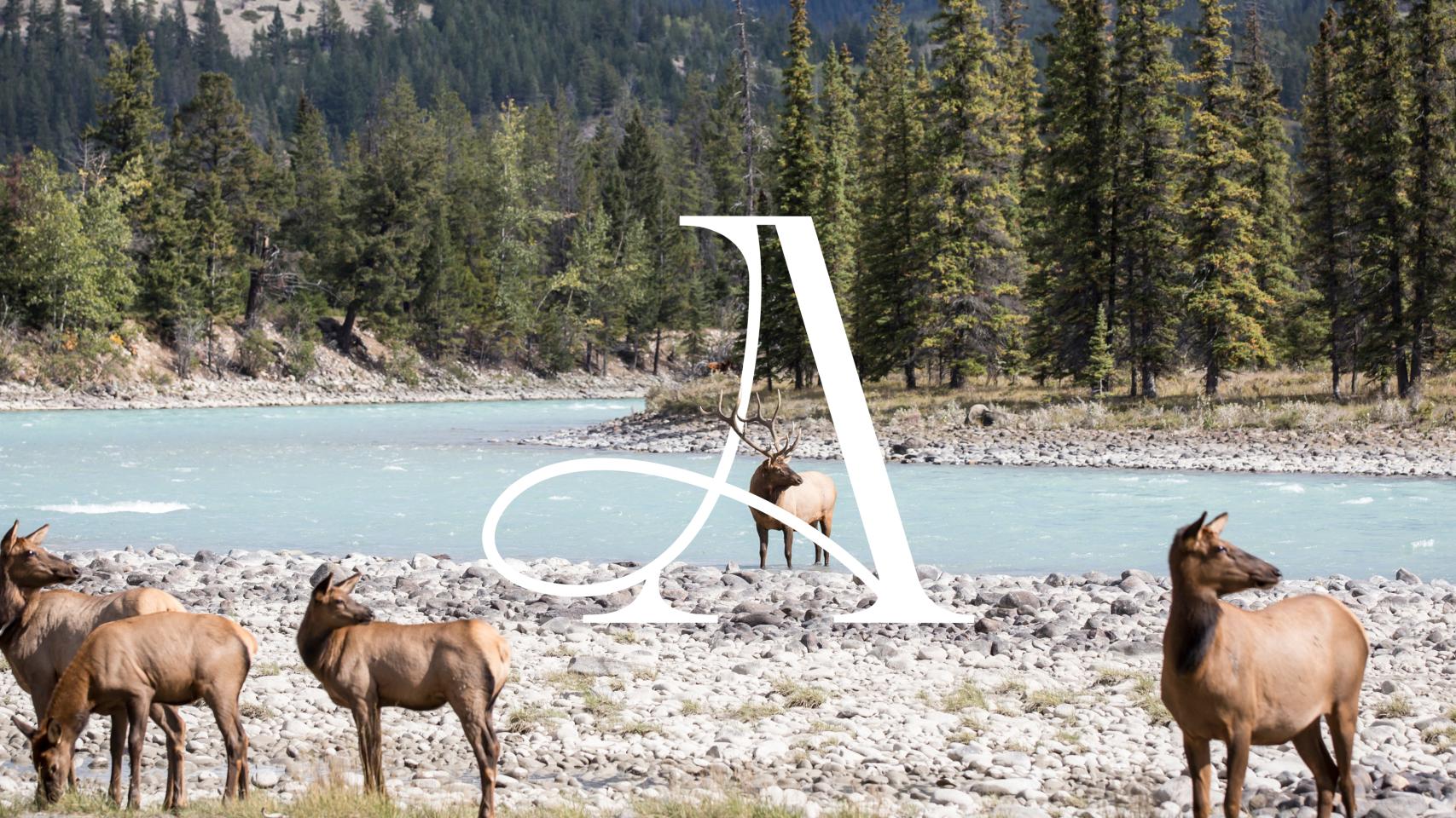 Elk in Banff